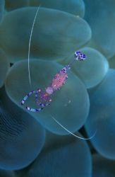 Jewel in the bubble. Manado Indonesia by Eric Leong 